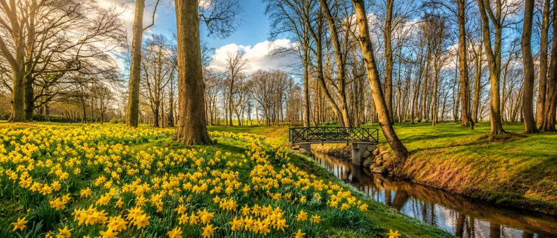 Landschaftspark Gut Rosengarten mit Narzissen, Bäumen und Brücke