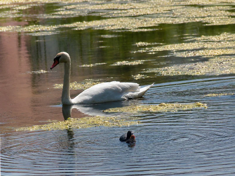Schwan auf dem Wasser im Landschaftspark Gut Rosengarten